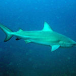 Bullshark