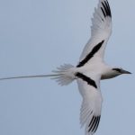 Tava'e white-tailed tropicbird has long feathers