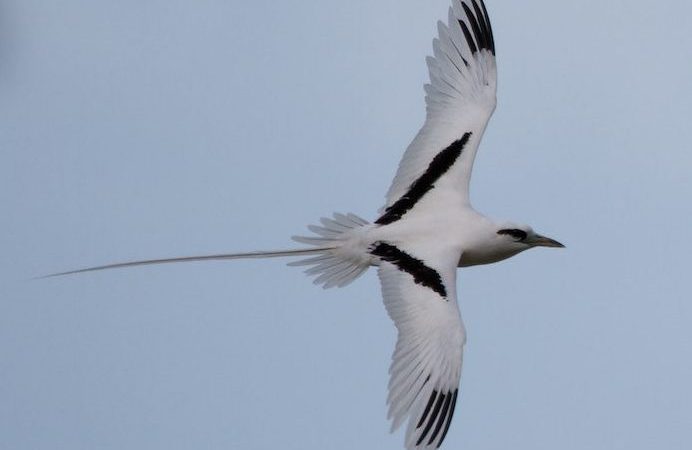 Tava'e white-tailed tropicbird has long feathers