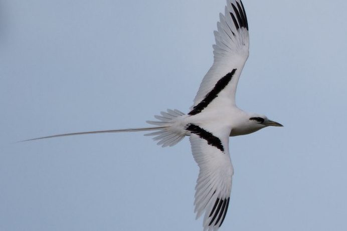 Tava'e white-tailed tropicbird has long feathers