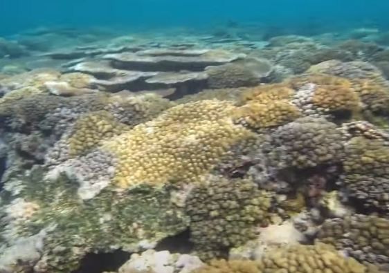 Coral, fish and a drop off.