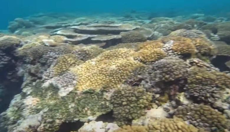 Coral, fish and a drop off.