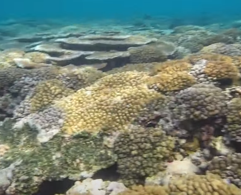 Coral, fish and a drop off.